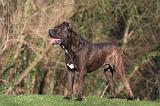 CANE CORSO 1367